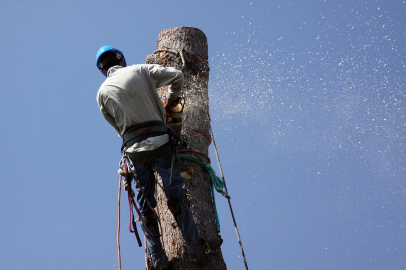 Local Cedar Tree Removal pros at work