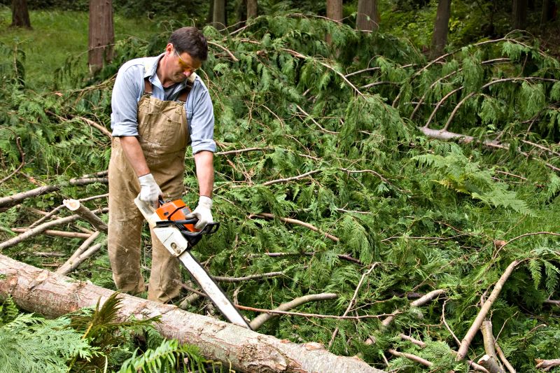 Cedar Tree Removal