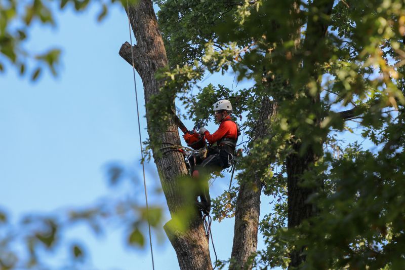 Tree Climbing and Rigging