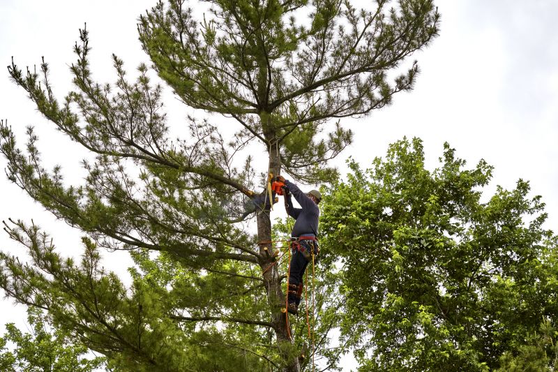 Cedar Tree Removal in Progress