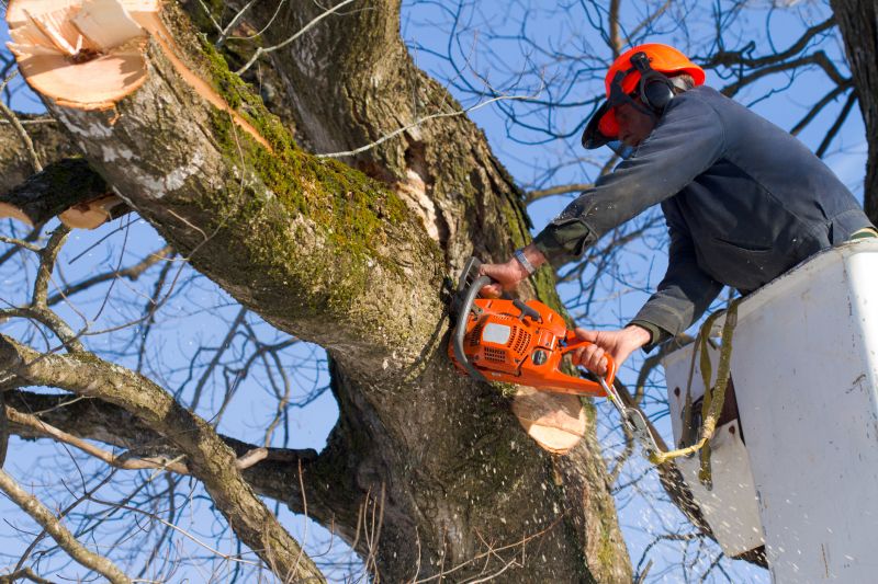 Tree Felling Process