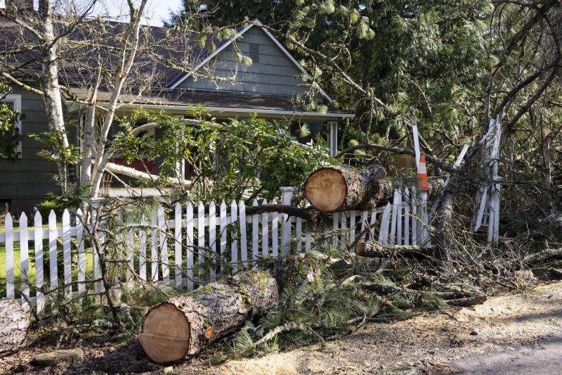 Fallen Tree on a Residential Property