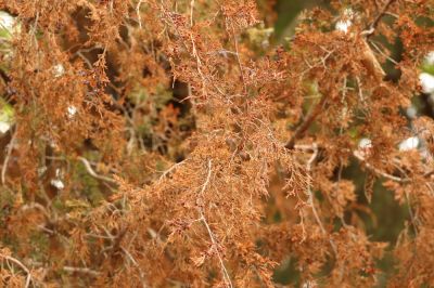 Cedar Trees Are Susceptible To Disease and Premature Death!