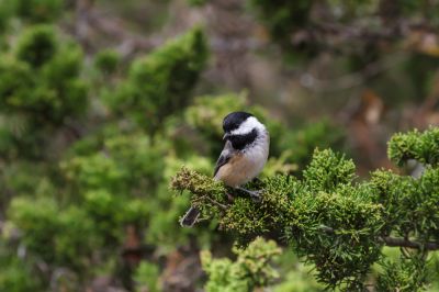 Cedar Trees Can Attract a Variety of Pests From Birds and Rodents To Insects and bugs!