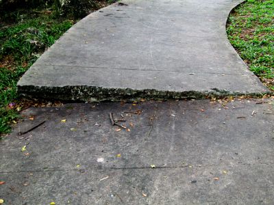 The Shallow Root Systems of Cedar Trees Can Cause Severe Damage To Structures and Surrounding Landscaping!